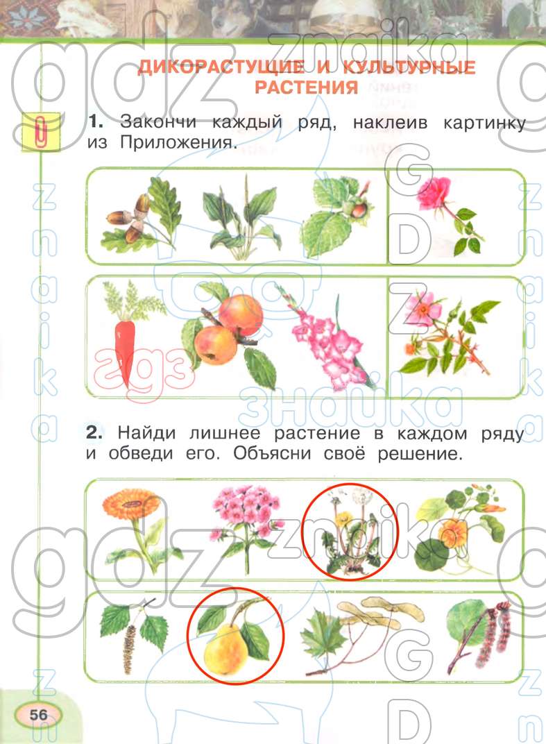 Рабочая тетрадь окружающий мир стр 48 49. Окружающий мир 1 класс рабочая тетрадь 1 часть страница 56. Рабочая тетрадь по окружающему миру 1 класс Плешаков Новицкая ФГОС. Окружающий мир класс рабочая тетрадь. Окружающий мир 1 класс перспектива рабочая тетрадь 1 часть ответы.